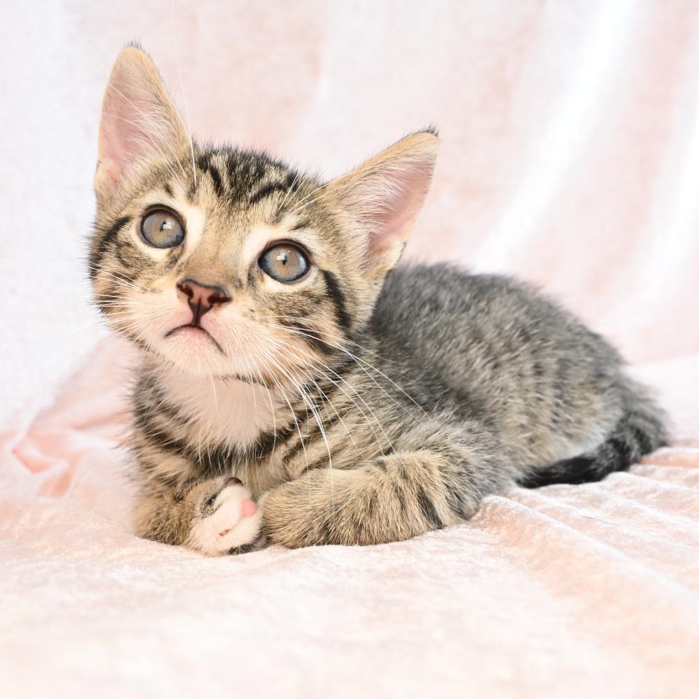Jimbo, Adoptable, Kitten Male Domestic Short Hair.