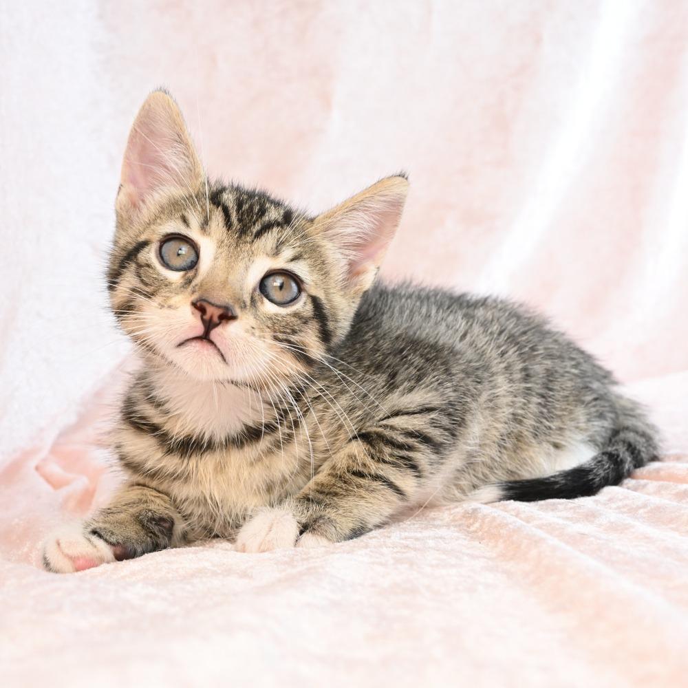 Jimbo, a Adoptable Domestic Short Hair in Mobile, AL image 2/2