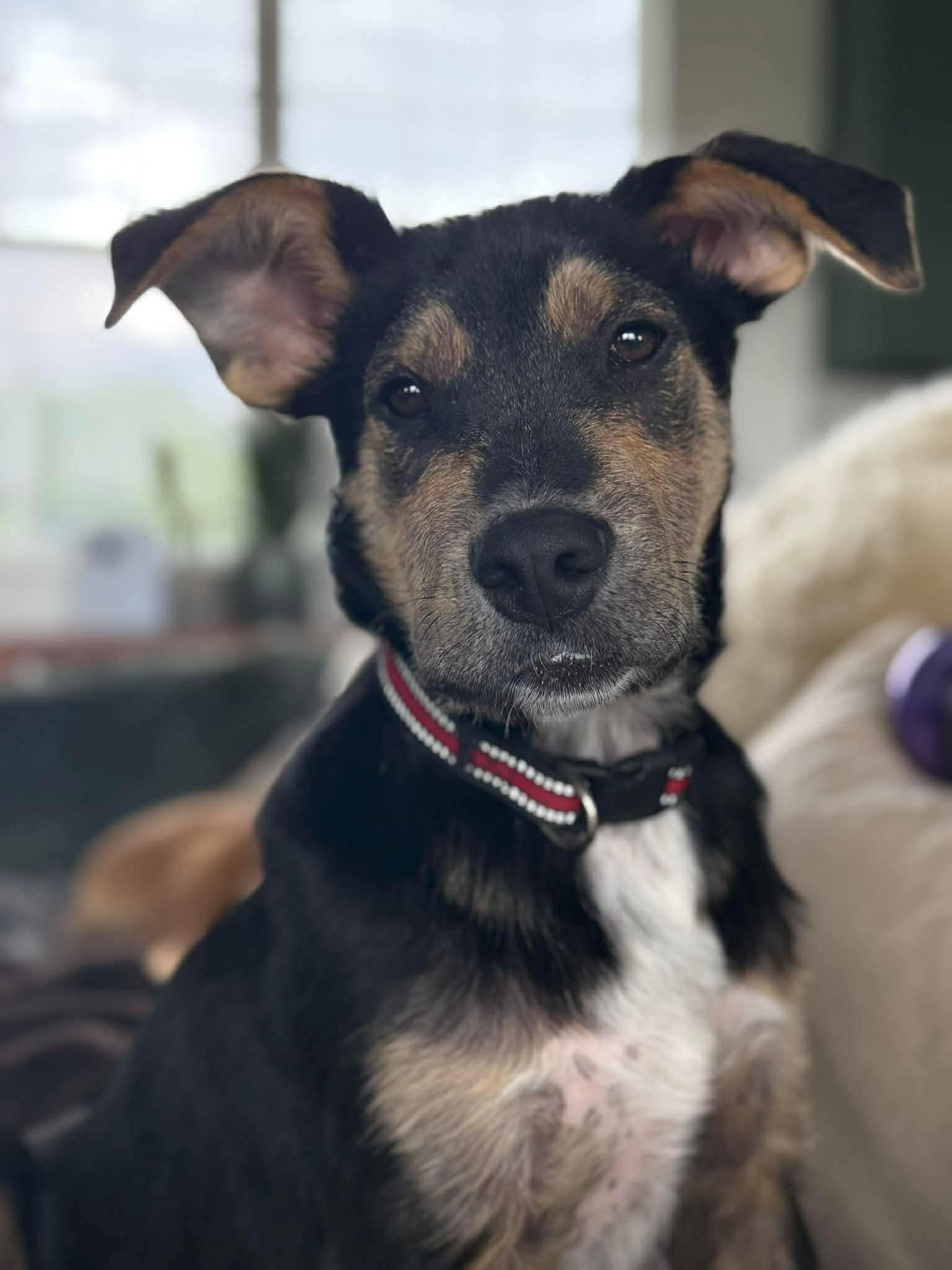 Enlarge Clifford CS , a ADOPTABLE Mixed Breed in Columbia, MD image 1/3