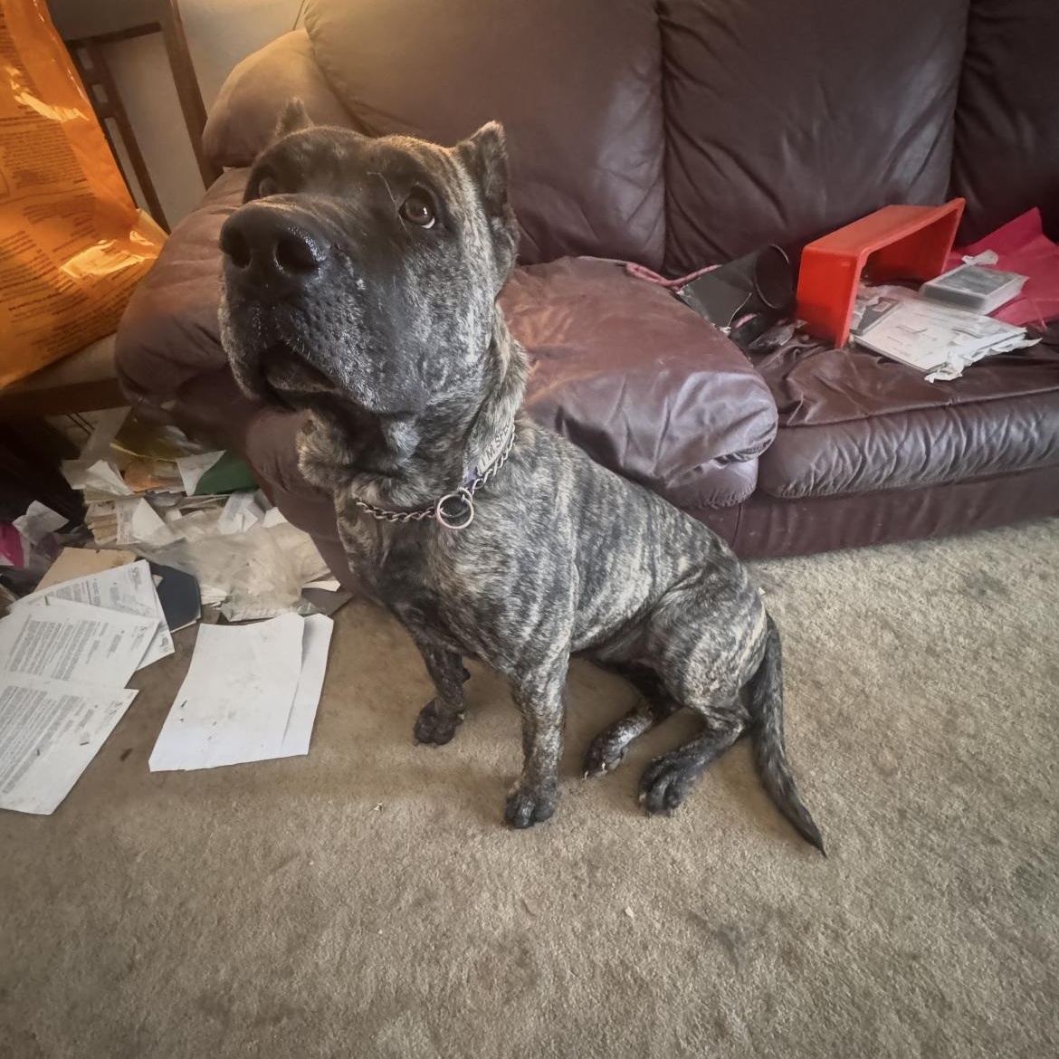 Bella, an adopted Mixed Breed in Crofton, MD image 3/3