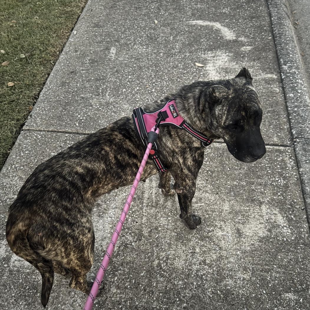 Bella, an adopted Mixed Breed in Crofton, MD image 2/3