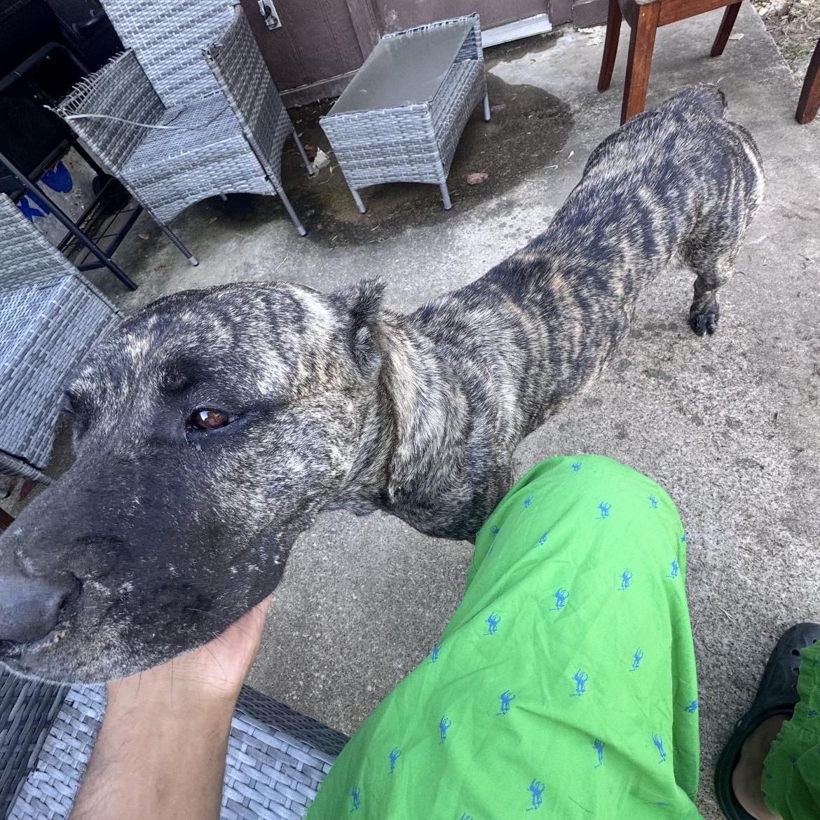 Bella, an adopted Mixed Breed in Crofton, MD image 1/3