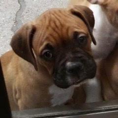 Rocky, Baby Male unknown
