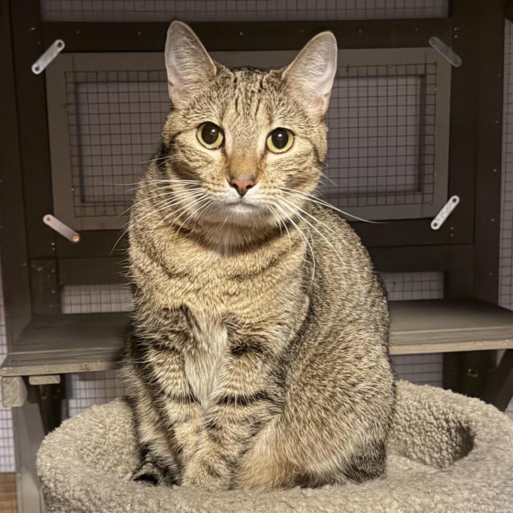 Enlarge Almond, a Adoptable Domestic Short Hair in Denison, TX image 1/2