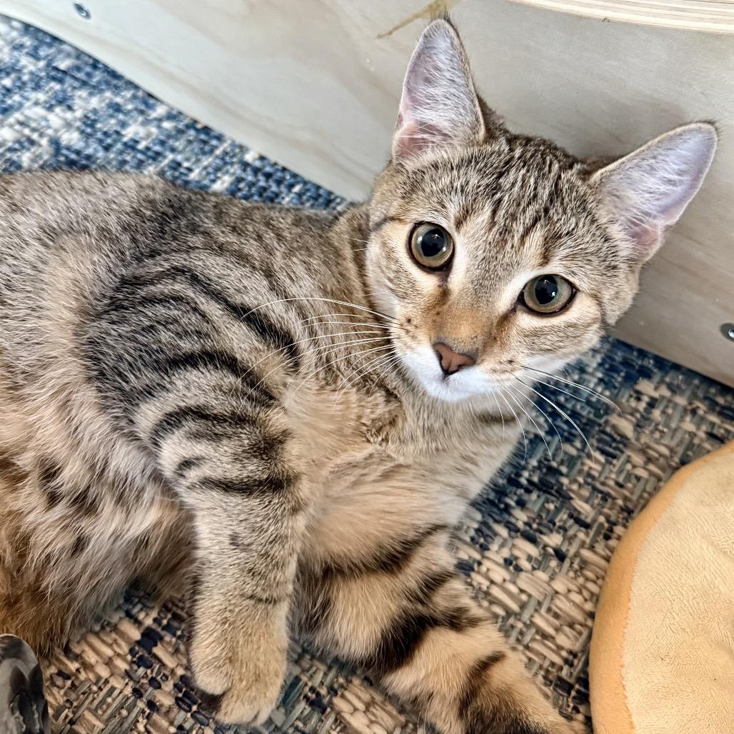 Enlarge Almond, a Adoptable Domestic Short Hair in Denison, TX image 2/2