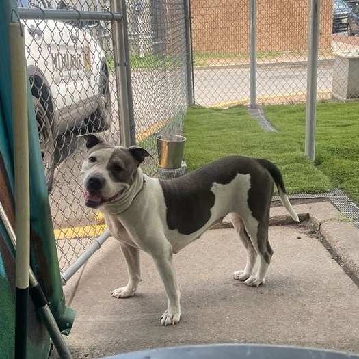 Brina- In Foster, Adoptable, Adult Female Pit Bull Terrier.