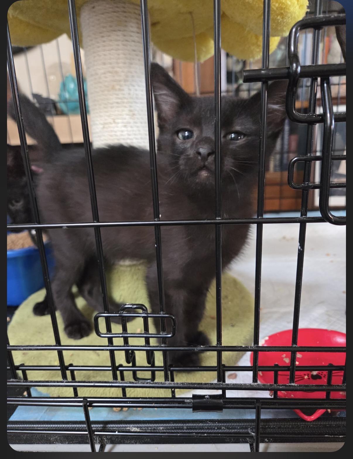 Enlarge KitKat, an adopted Domestic Short Hair in Oceanside, CA image 1/2