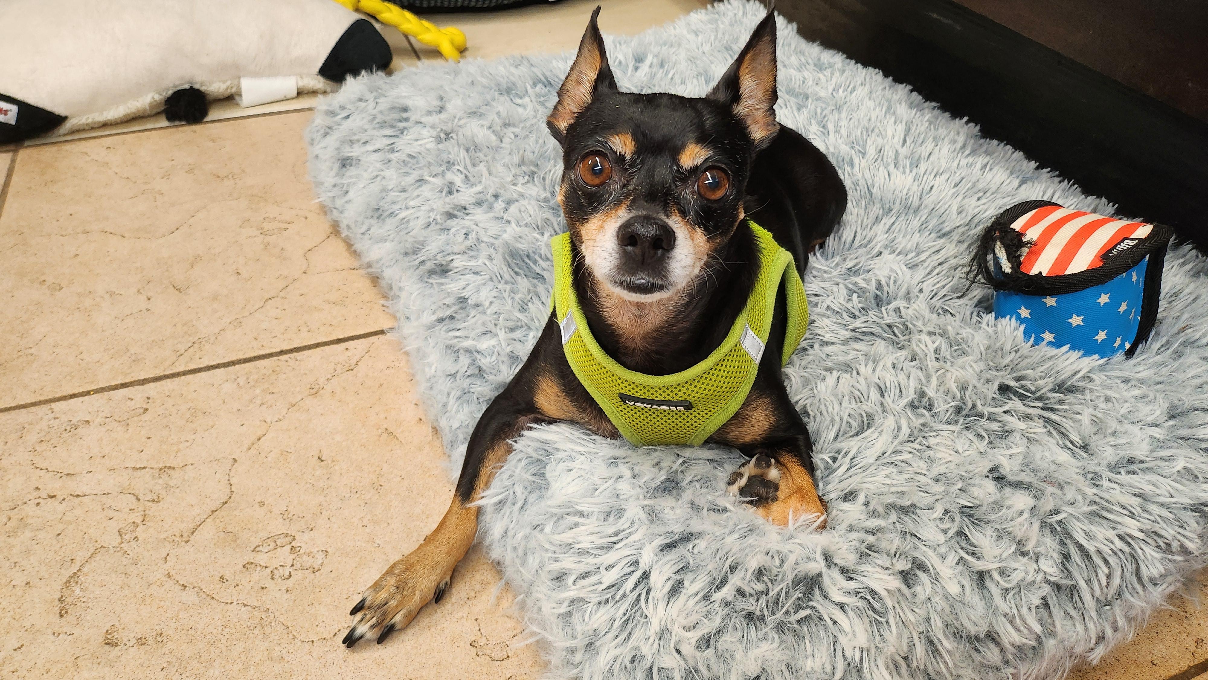 Calli 4175, Adoptable, Adult Female Chihuahua.