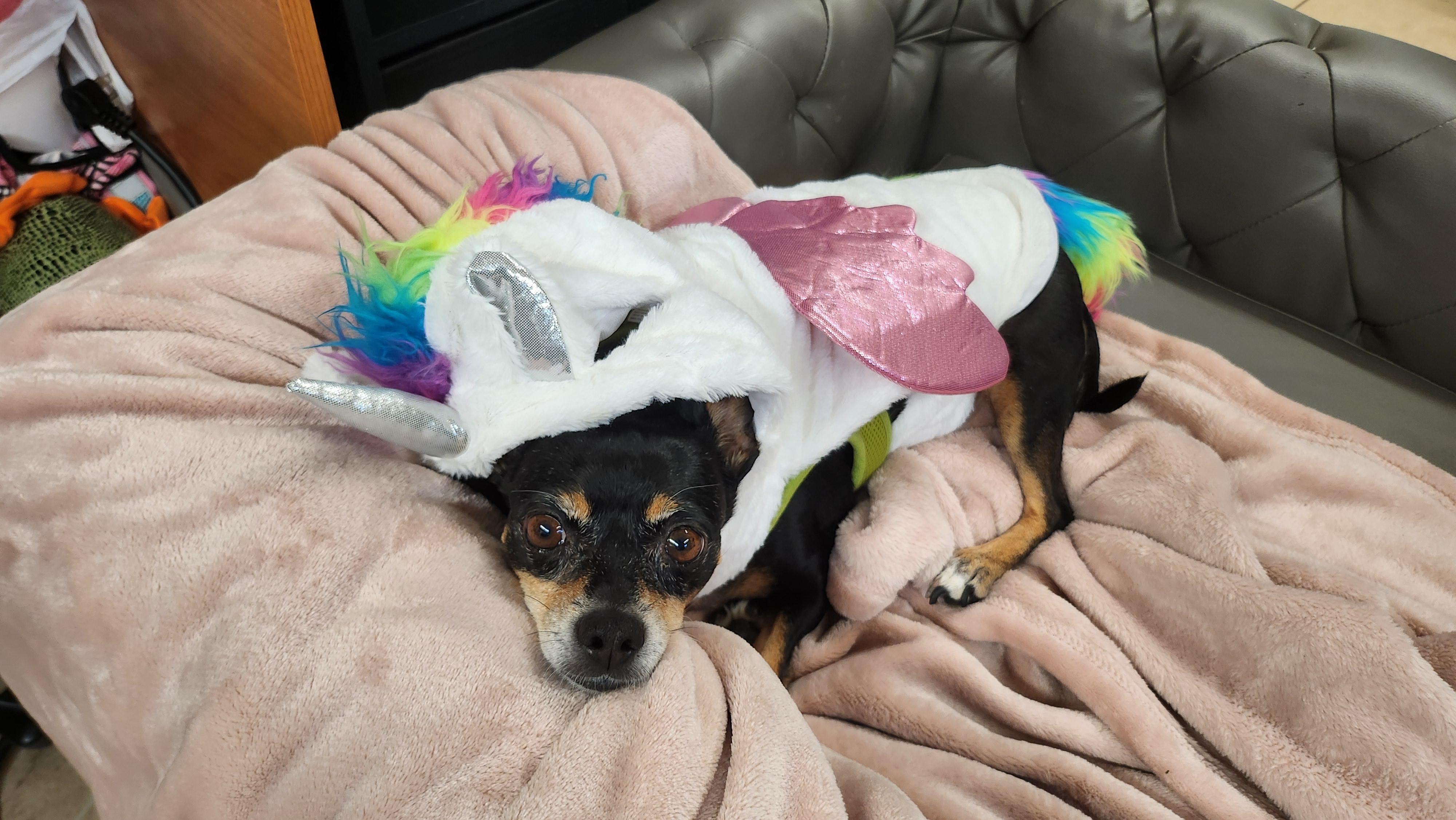 Calli 4175, a Adoptable mixed breed in Boca Raton, FL image 2/4