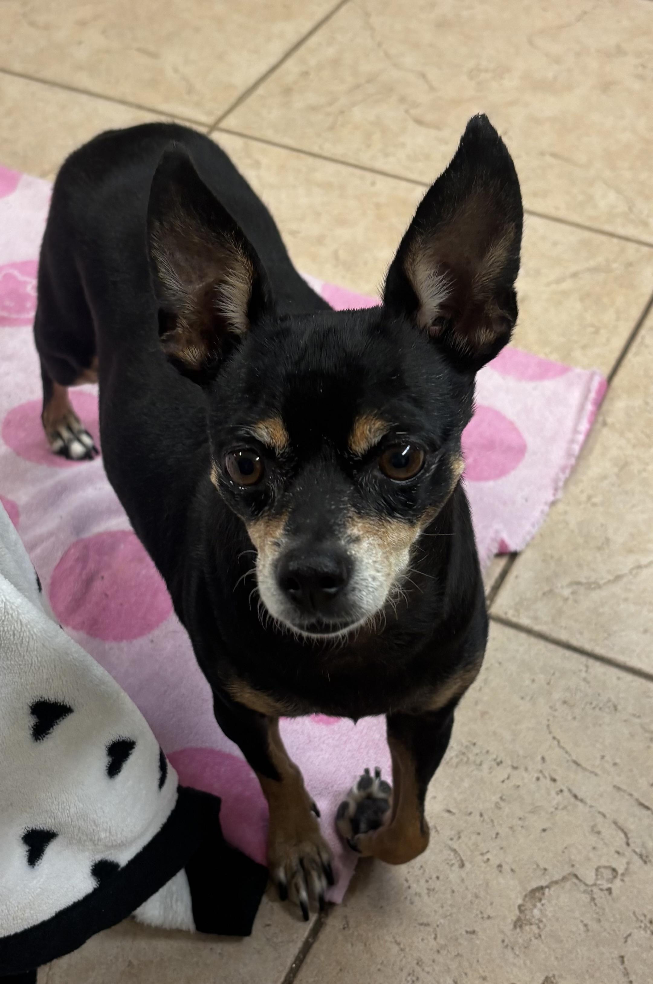 Calli 4175, a Adoptable mixed breed in Boca Raton, FL image 3/4