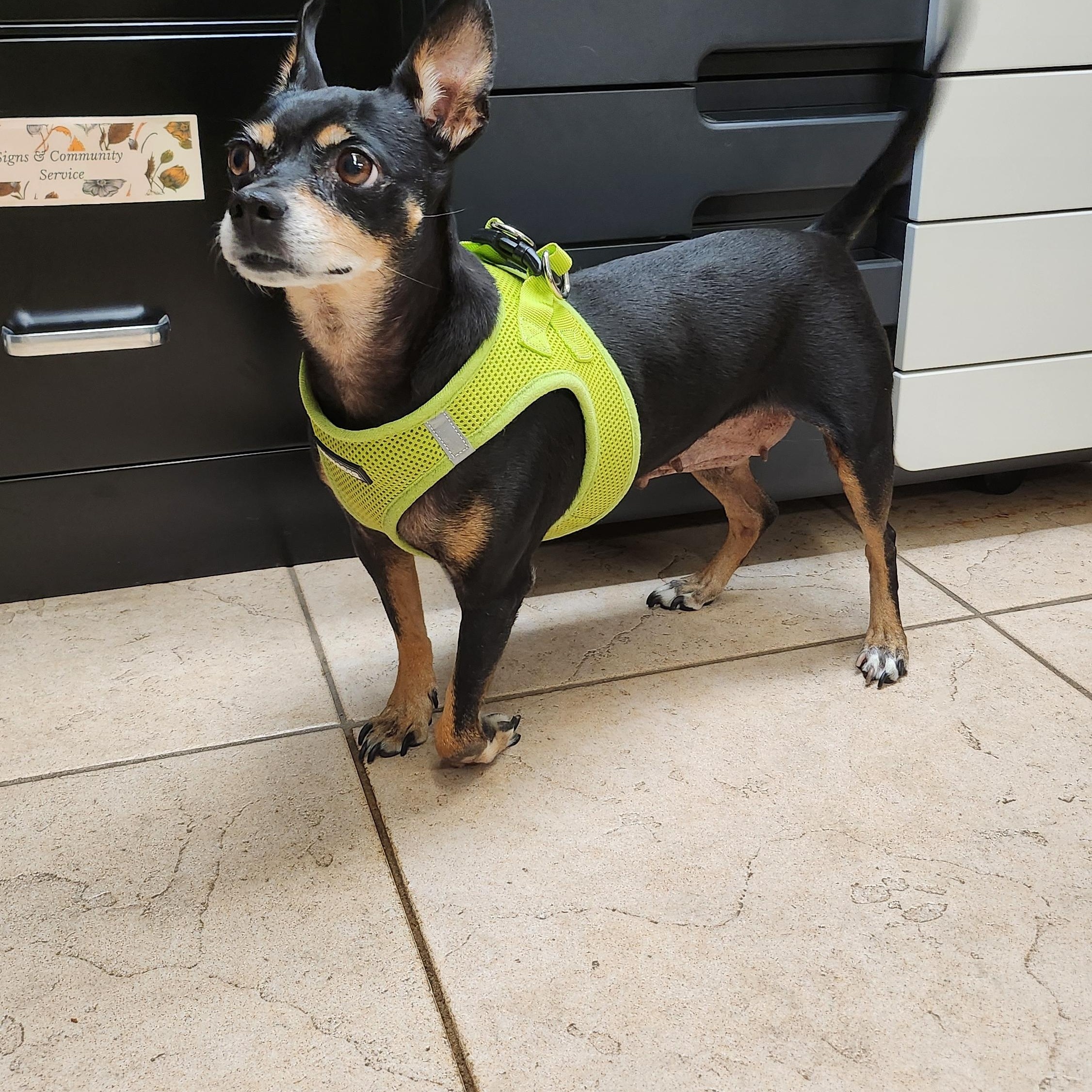 Calli 4175, a Adoptable mixed breed in Boca Raton, FL image 4/4