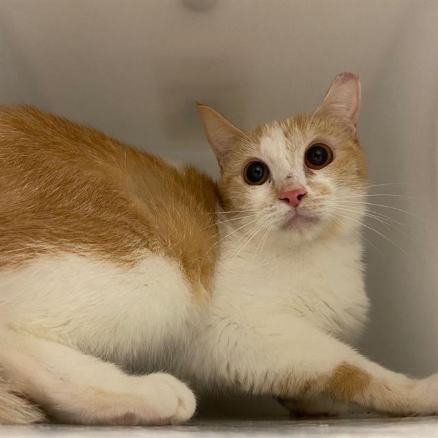Enlarge ELLA-BARN CAT, a Adoptable Domestic Short Hair in Aurora, CO image 1/1