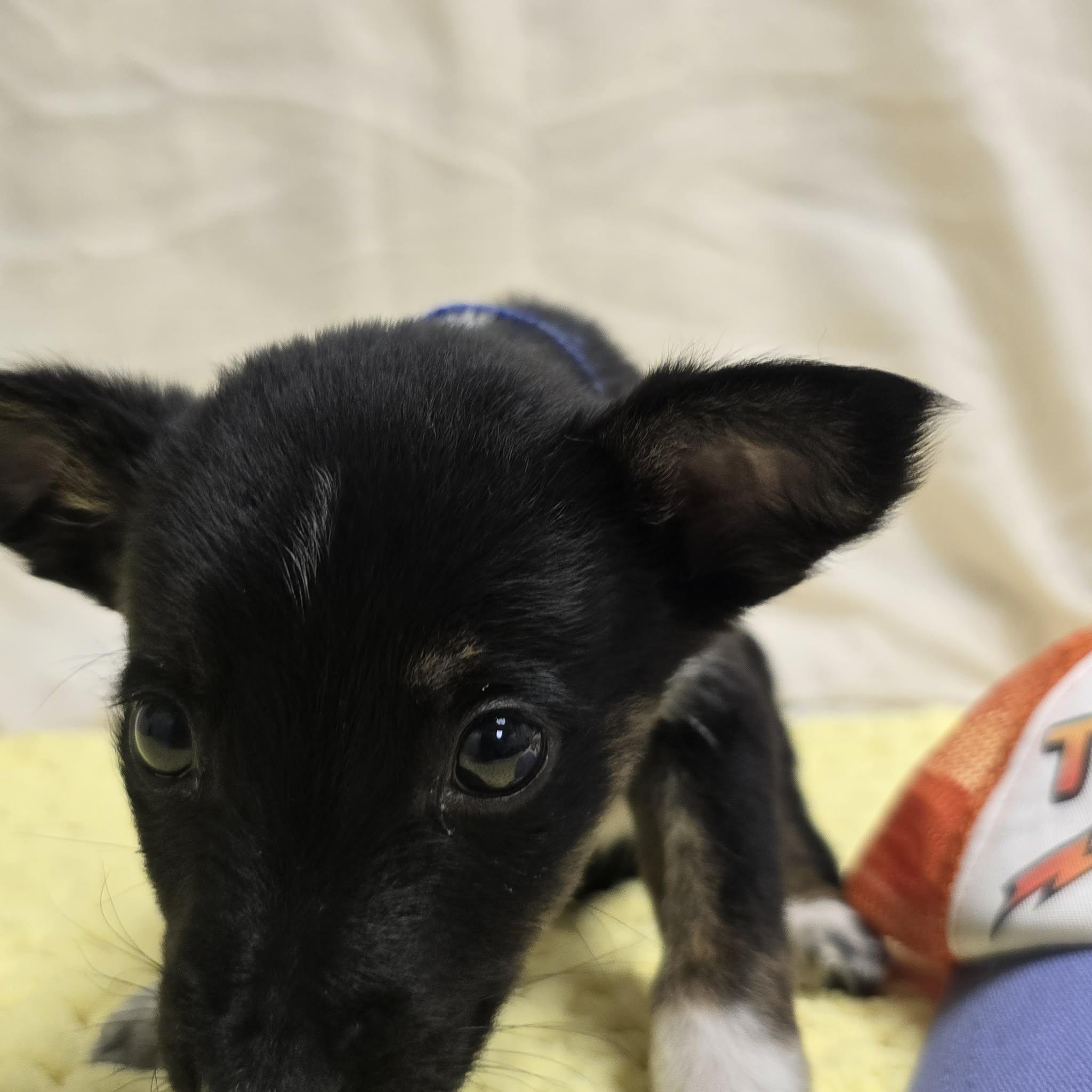 Enlarge Jasper the tiny puppy, a Adoptable mixed breed in Muskego, WI image 4/4