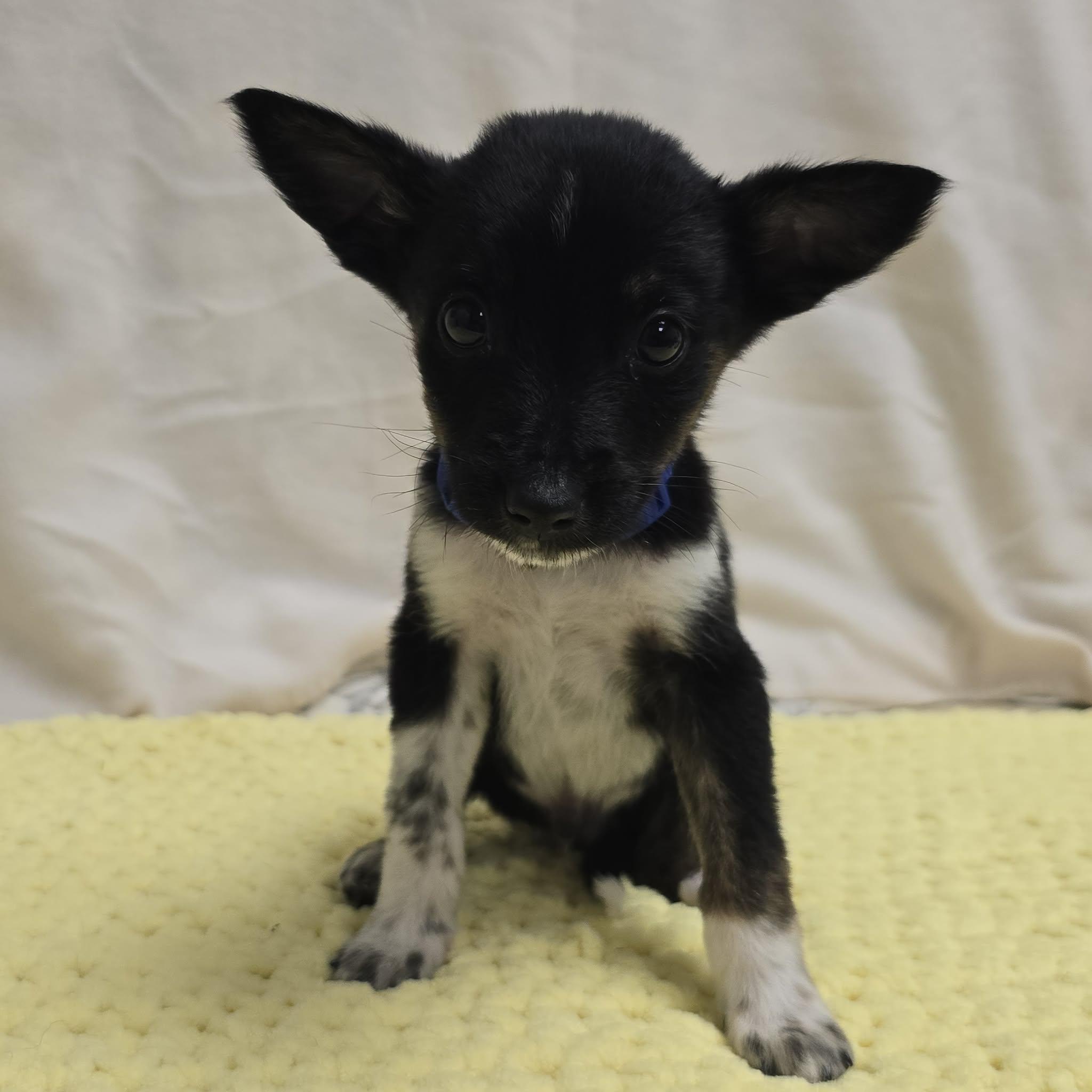 Enlarge Jasper the tiny puppy, a Adoptable mixed breed in Muskego, WI image 3/4