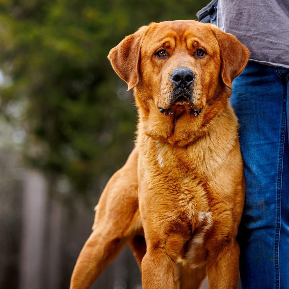 Enlarge Clifford, a Adoptable Mixed Breed in Winston-Salem, NC image 1/3