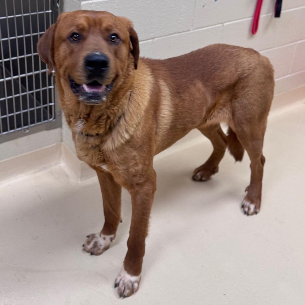Enlarge Clifford, a Adoptable Mixed Breed in Winston-Salem, NC image 2/3