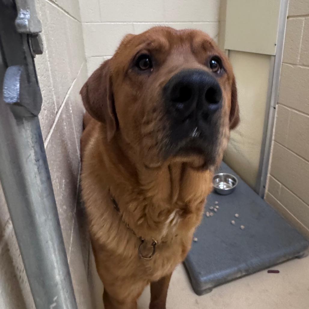 Enlarge Clifford, a Adoptable Mixed Breed in Winston-Salem, NC image 3/3