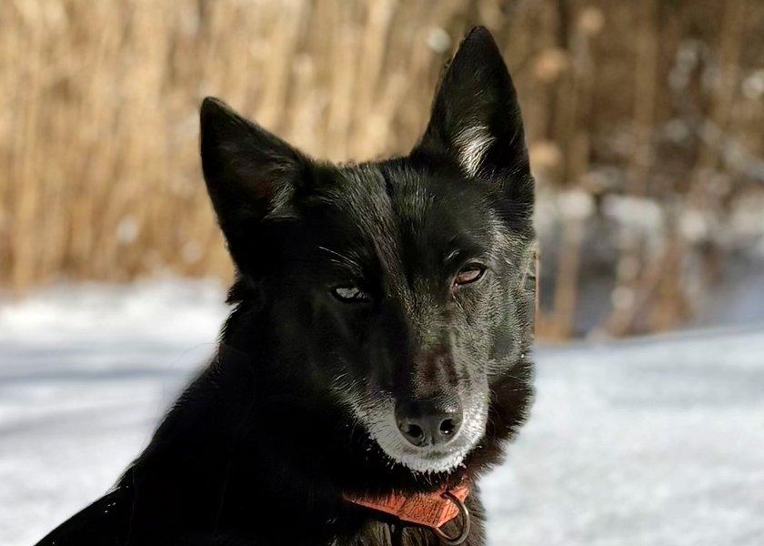 Enlarge Cici, a ADOPTABLE mixed breed in Bedford Hills, NY image 3/3