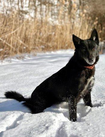 Enlarge Cici, a ADOPTABLE mixed breed in Bedford Hills, NY image 1/3