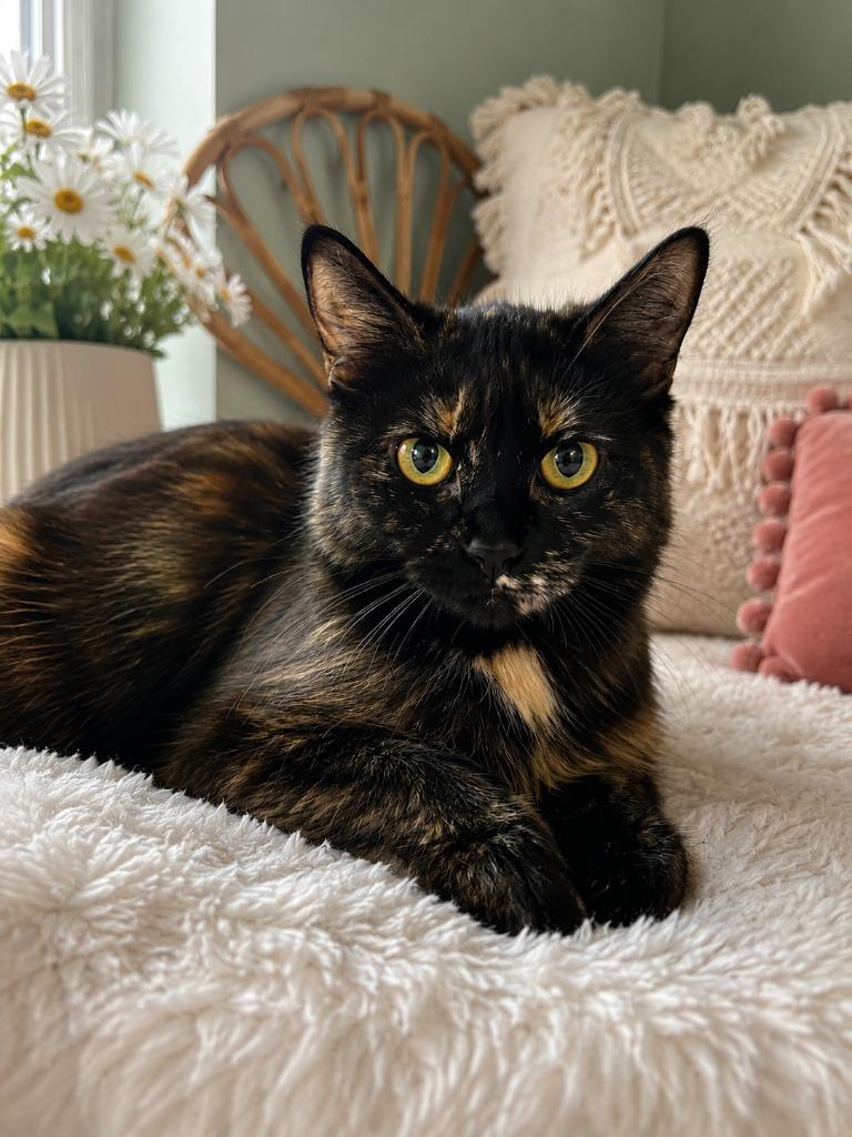 Enlarge Catnip Cypress, a Adoptable Domestic Long Hair in East Ridge, TN image 1/1
