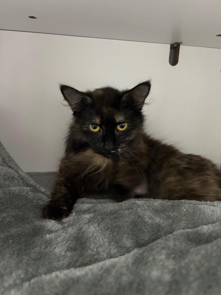 Catnip Cypress, Adoptable, Young Female Domestic Long Hair.