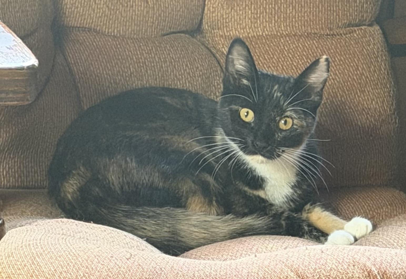 Snickers, Adoptable, Young Female Tortoiseshell & Calico.