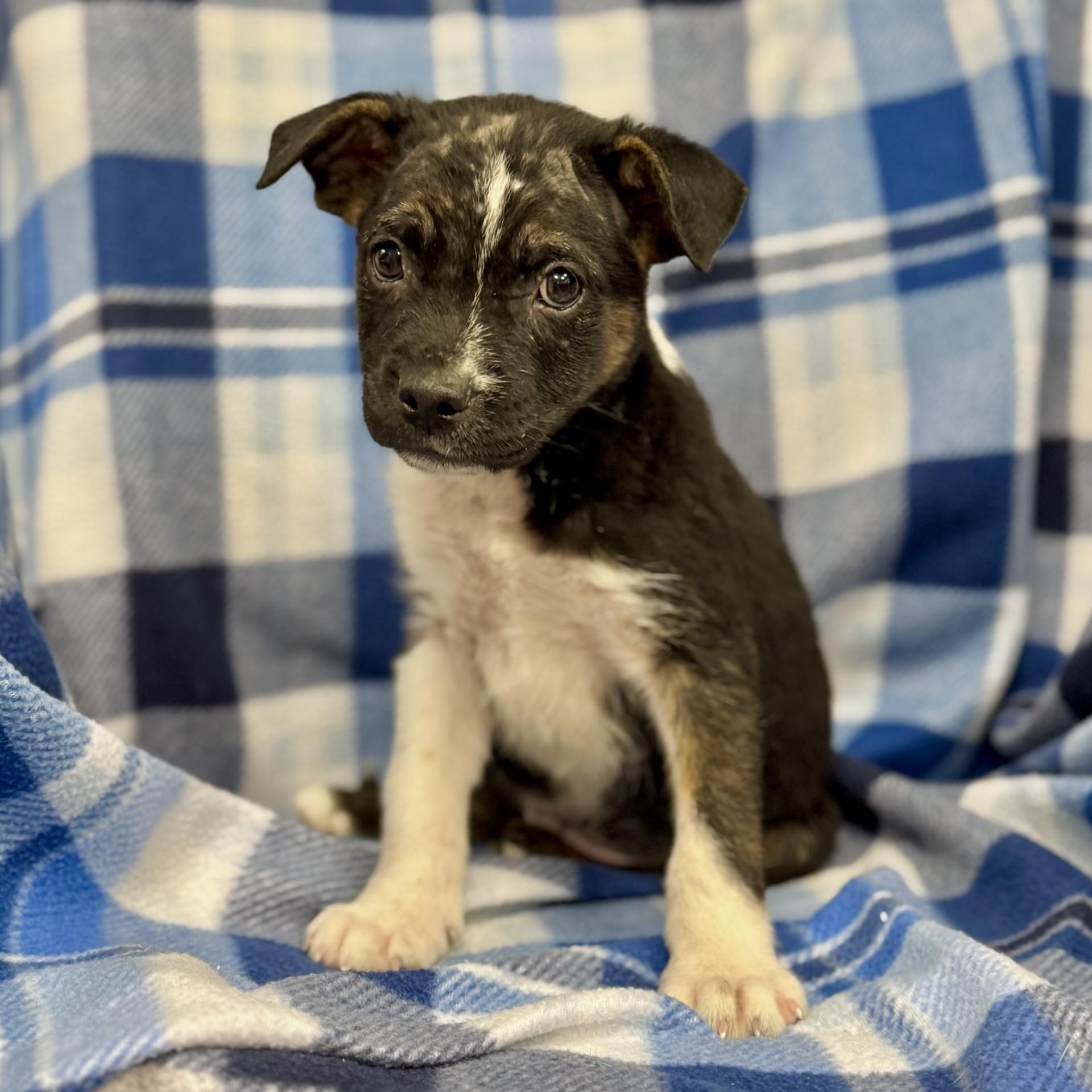 KJ Chester (CONC-A-8670)