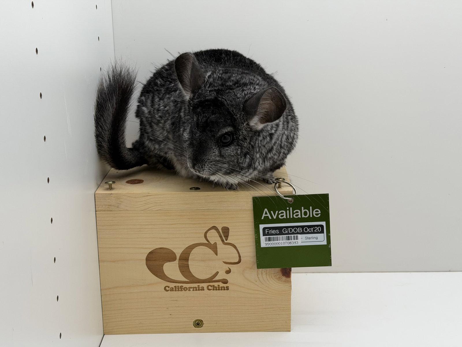 Enlarge Fries, a Adoptable Chinchilla in Sunnyvale, CA image 1/3