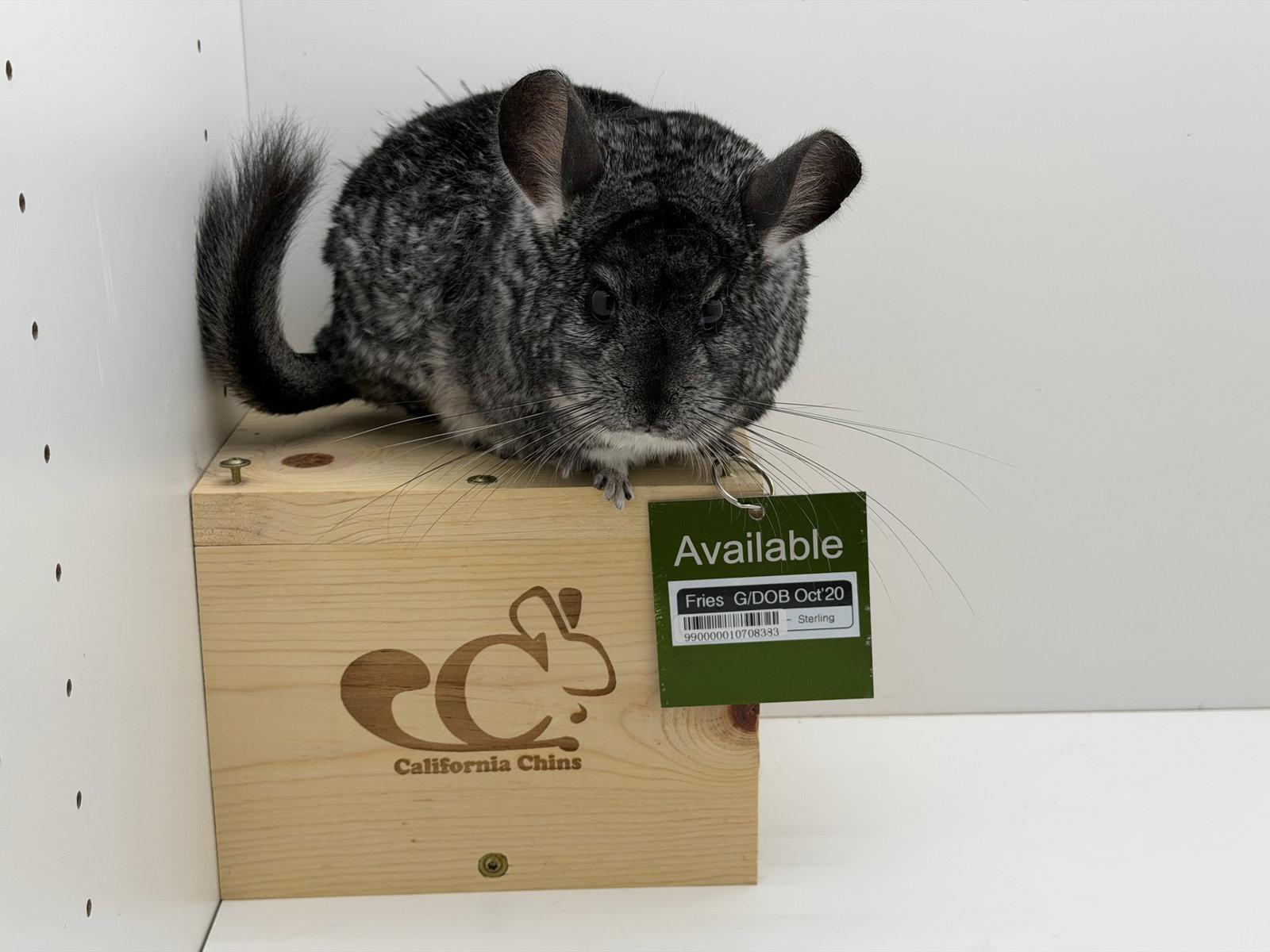 Enlarge Fries, a Adoptable Chinchilla in Sunnyvale, CA image 2/3