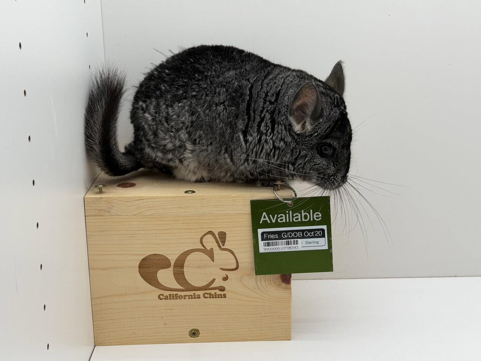 Enlarge Fries, a Adoptable Chinchilla in Sunnyvale, CA image 3/3