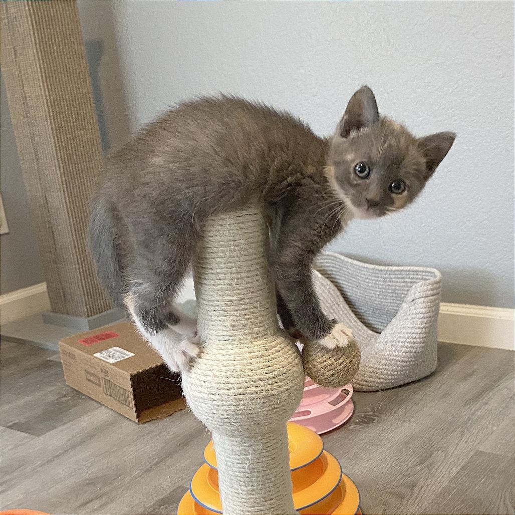 Tilly, Adoptable, Kitten Female Domestic Short Hair.