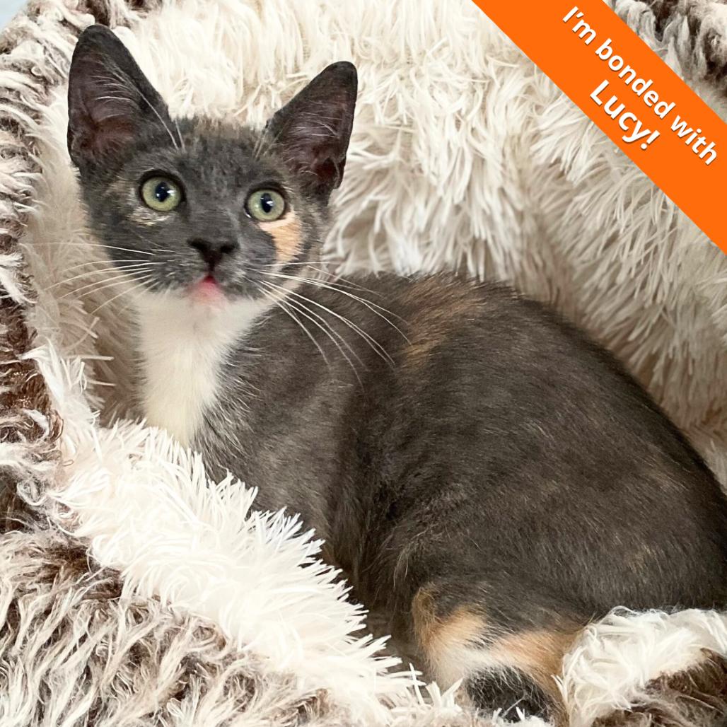 Enlarge Tilly, a Adoptable Domestic Short Hair in Pleasant Hill, CA image 2/6