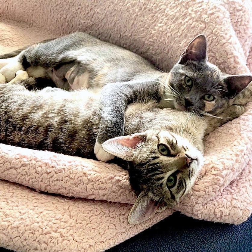 Enlarge Tilly, a Adoptable Domestic Short Hair in Pleasant Hill, CA image 4/6