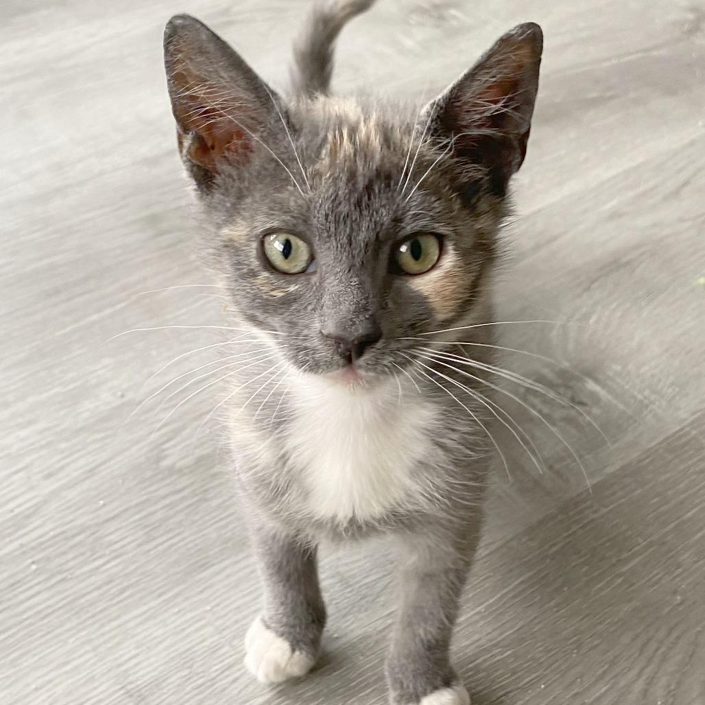 Enlarge Tilly, a Adoptable Domestic Short Hair in Pleasant Hill, CA image 5/6