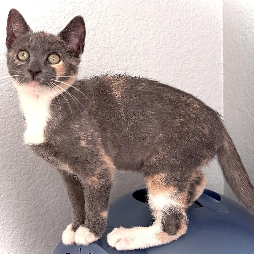 Enlarge Tilly, a Adoptable Domestic Short Hair in Pleasant Hill, CA image 6/6