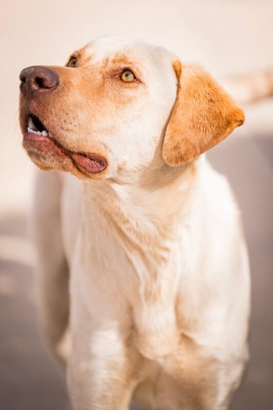 Gunnar, Adoptable, Adult Male Yellow Labrador Retriever & Mixed Breed.
