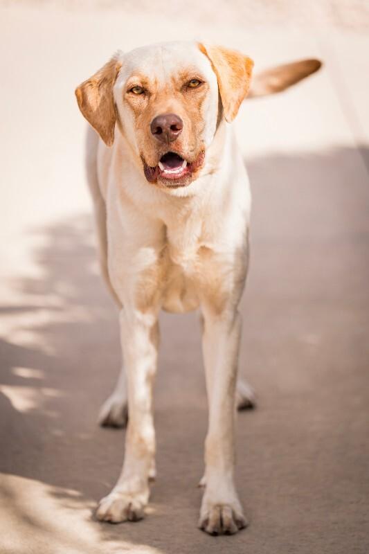 Enlarge Gunnar, a Adoptable mixed breed in Fort Collins, CO image 2/6