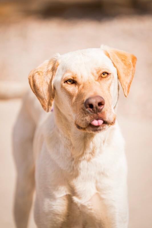 Enlarge Gunnar, a Adoptable mixed breed in Fort Collins, CO image 3/6