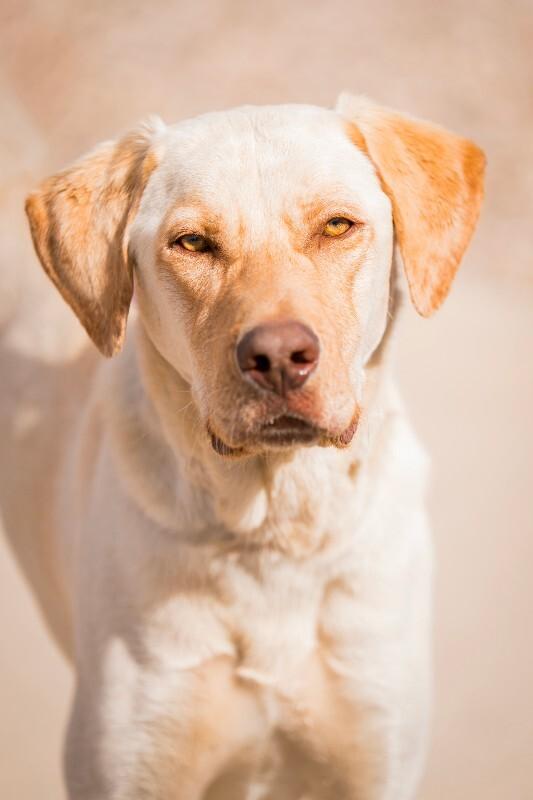 Enlarge Gunnar, a Adoptable mixed breed in Fort Collins, CO image 4/6