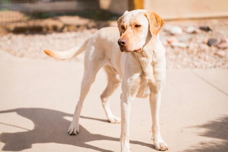 Enlarge Gunnar, a Adoptable mixed breed in Fort Collins, CO image 5/6