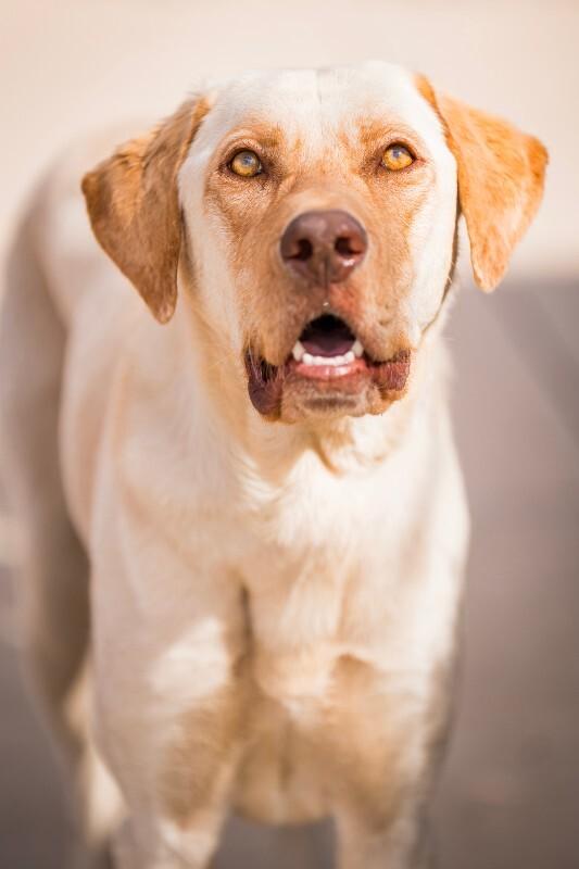 Enlarge Gunnar, a Adoptable mixed breed in Fort Collins, CO image 6/6