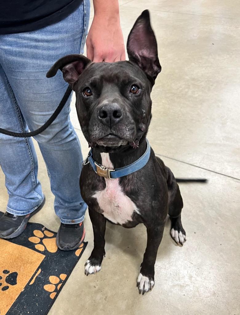 Ratchet, Adoptable, Adult Male American Staffordshire Terrier.