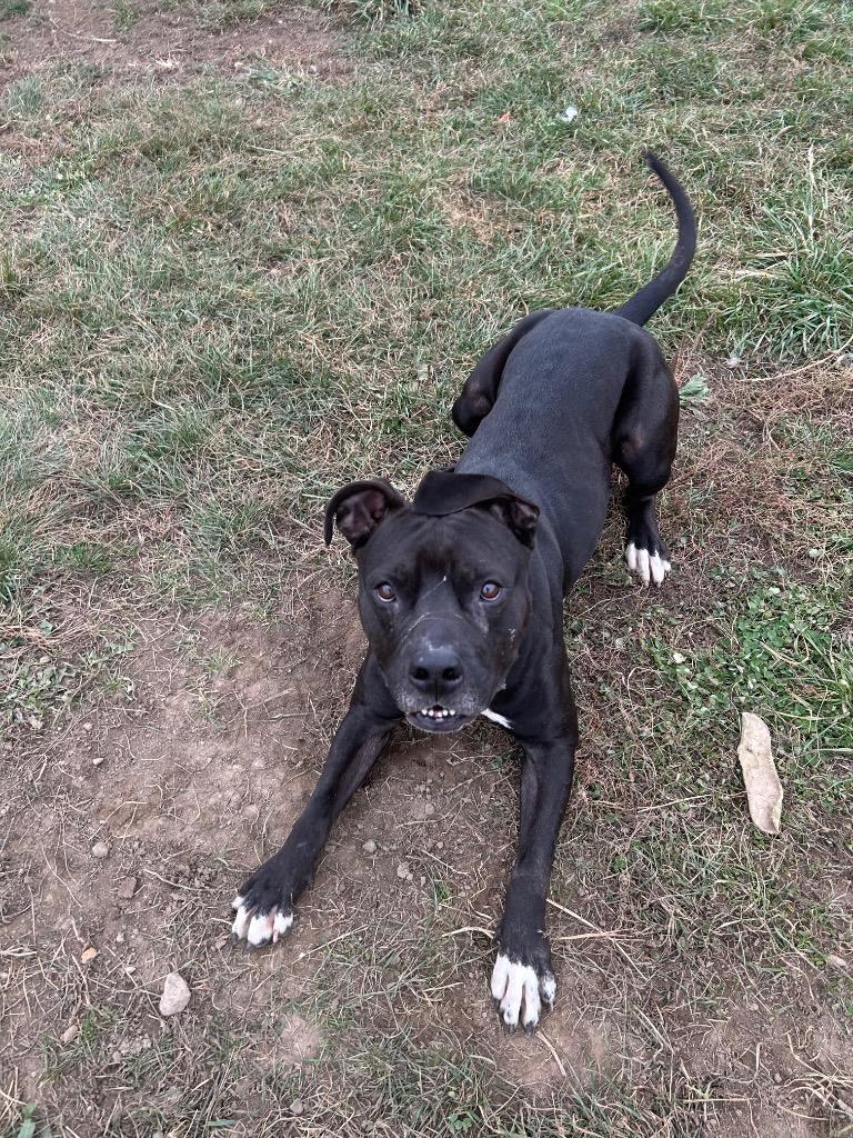 Ratchet, a Adoptable American Staffordshire Terrier in Pierceton, IN image 1/4