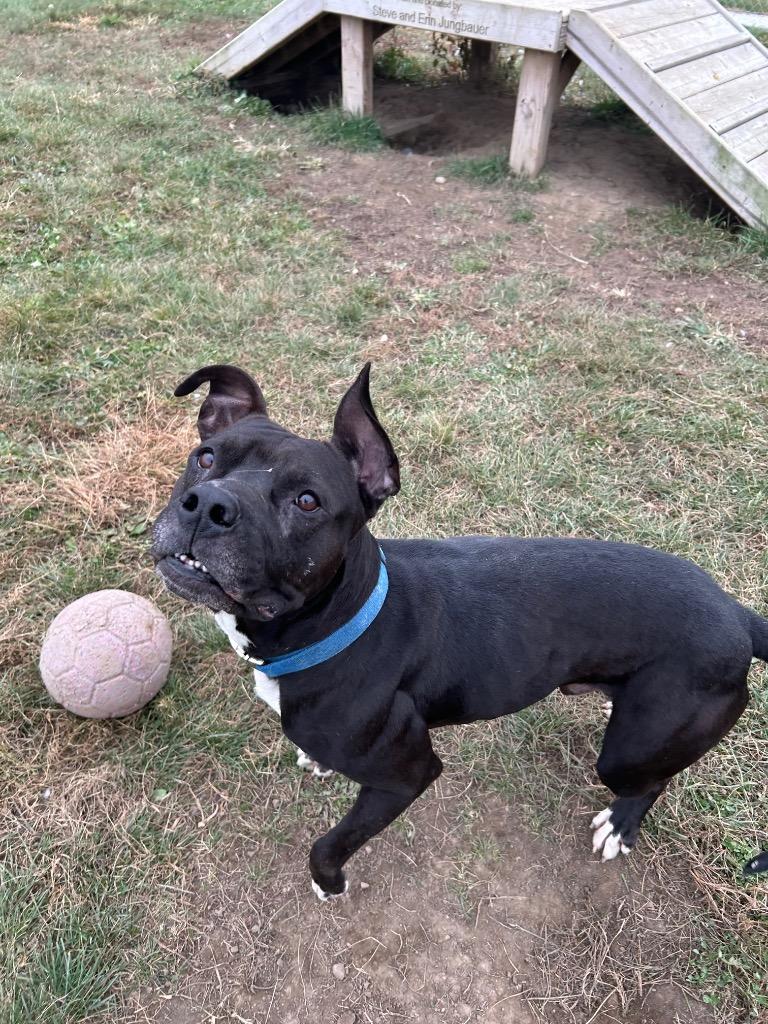 Enlarge Ratchet, a Adoptable American Staffordshire Terrier in Pierceton, IN image 4/4