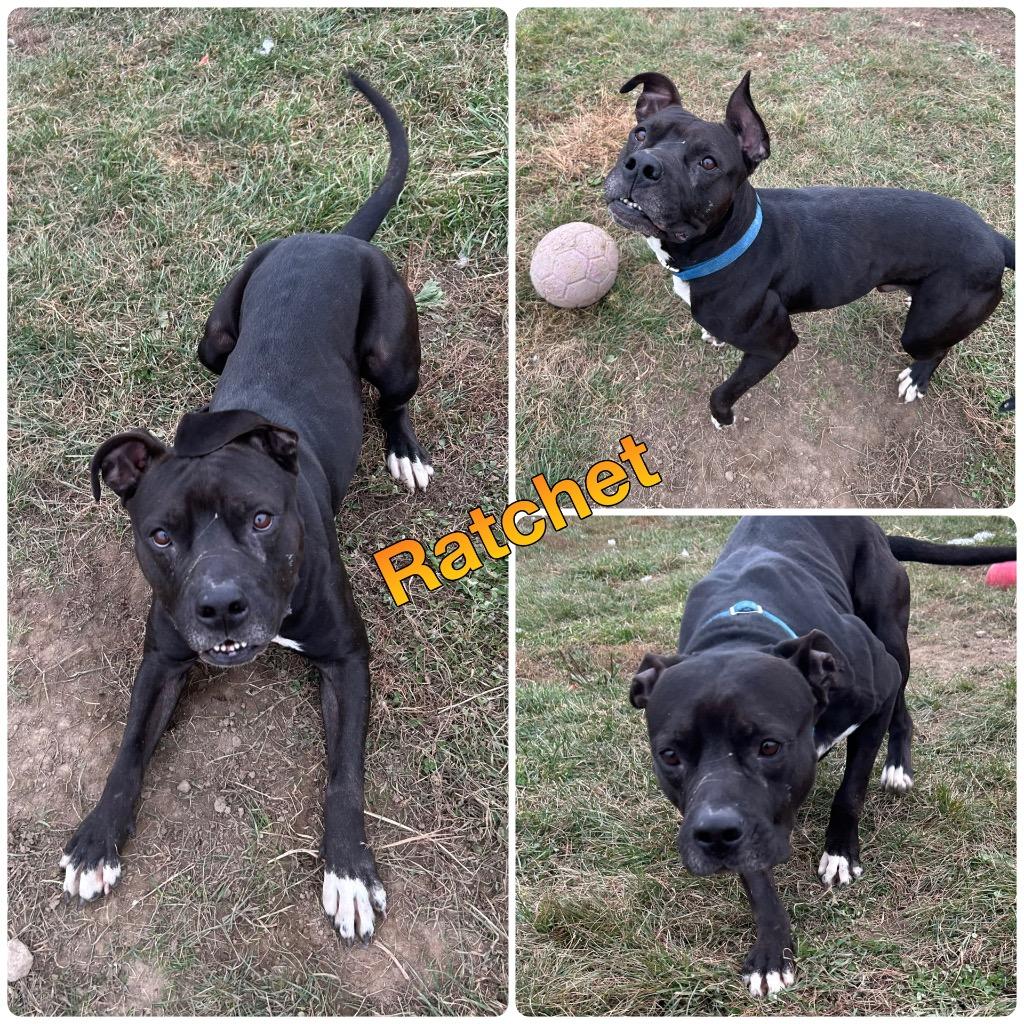 Ratchet, a Adoptable American Staffordshire Terrier in Pierceton, IN image 2/4