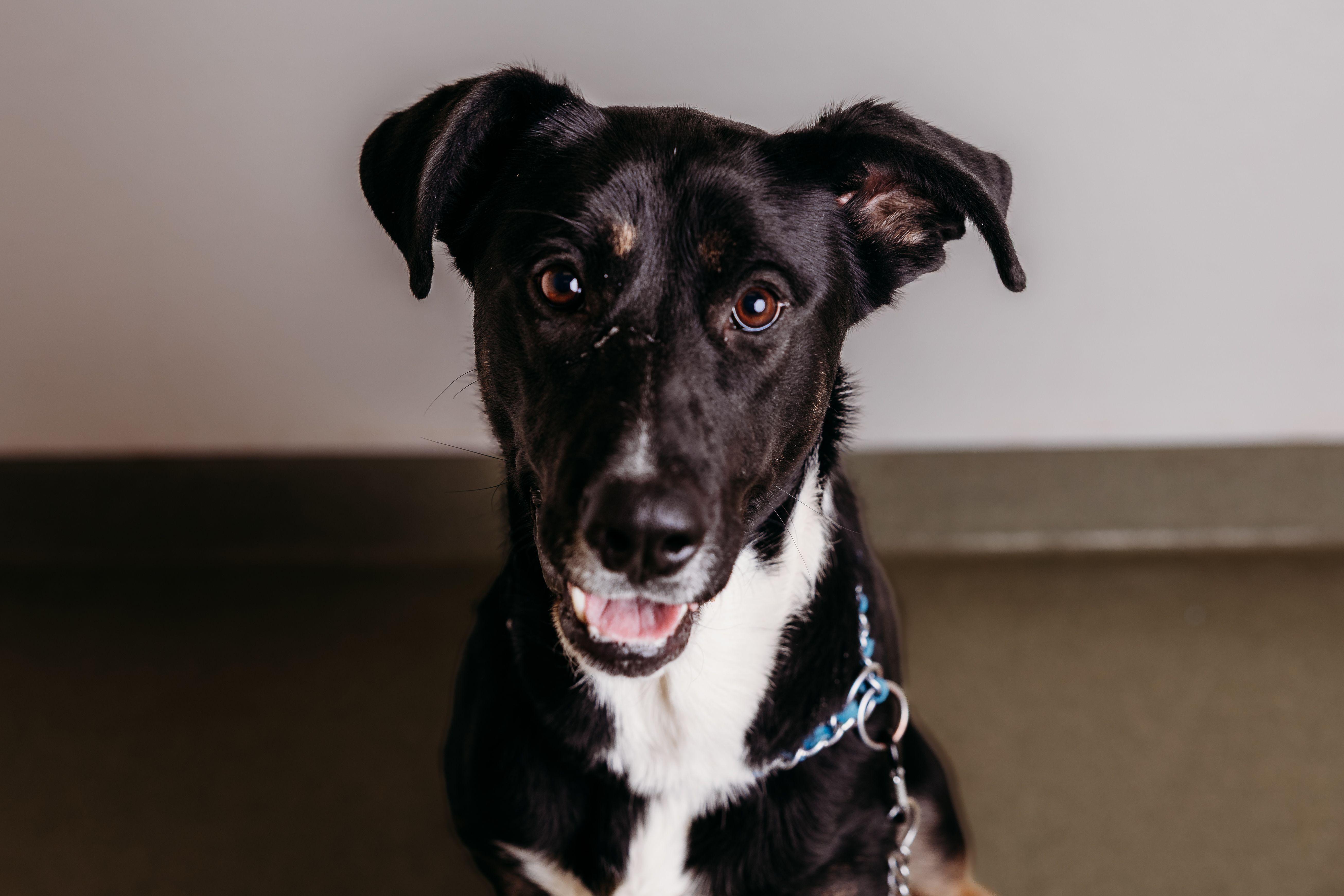 Enlarge Dior, a ADOPTABLE mixed breed in Ionia, MI image 4/5