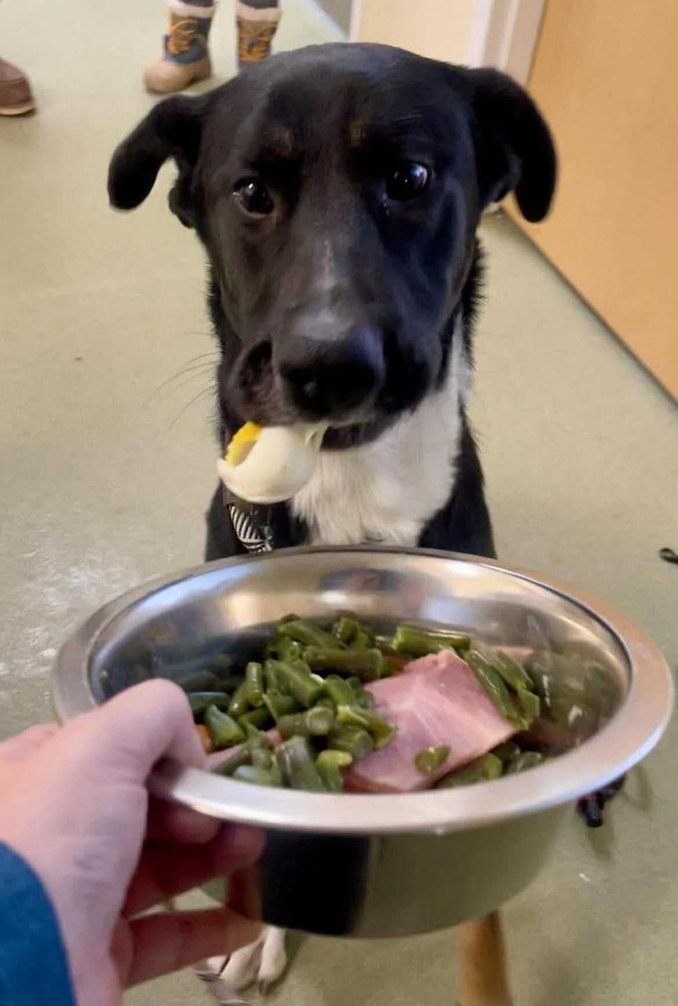 Enlarge Dior, a ADOPTABLE mixed breed in Ionia, MI image 2/5