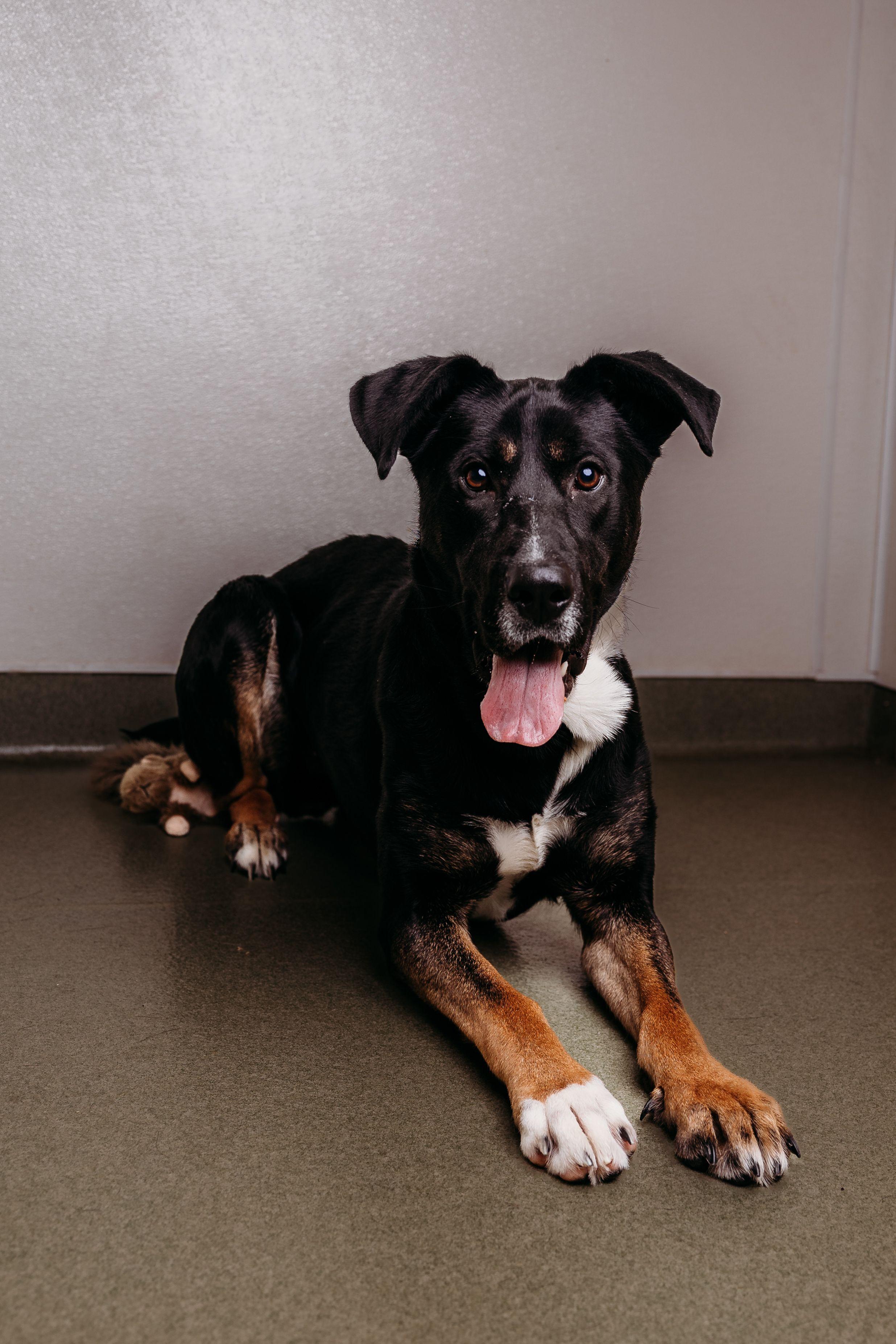 Enlarge Dior, a ADOPTABLE mixed breed in Ionia, MI image 3/5