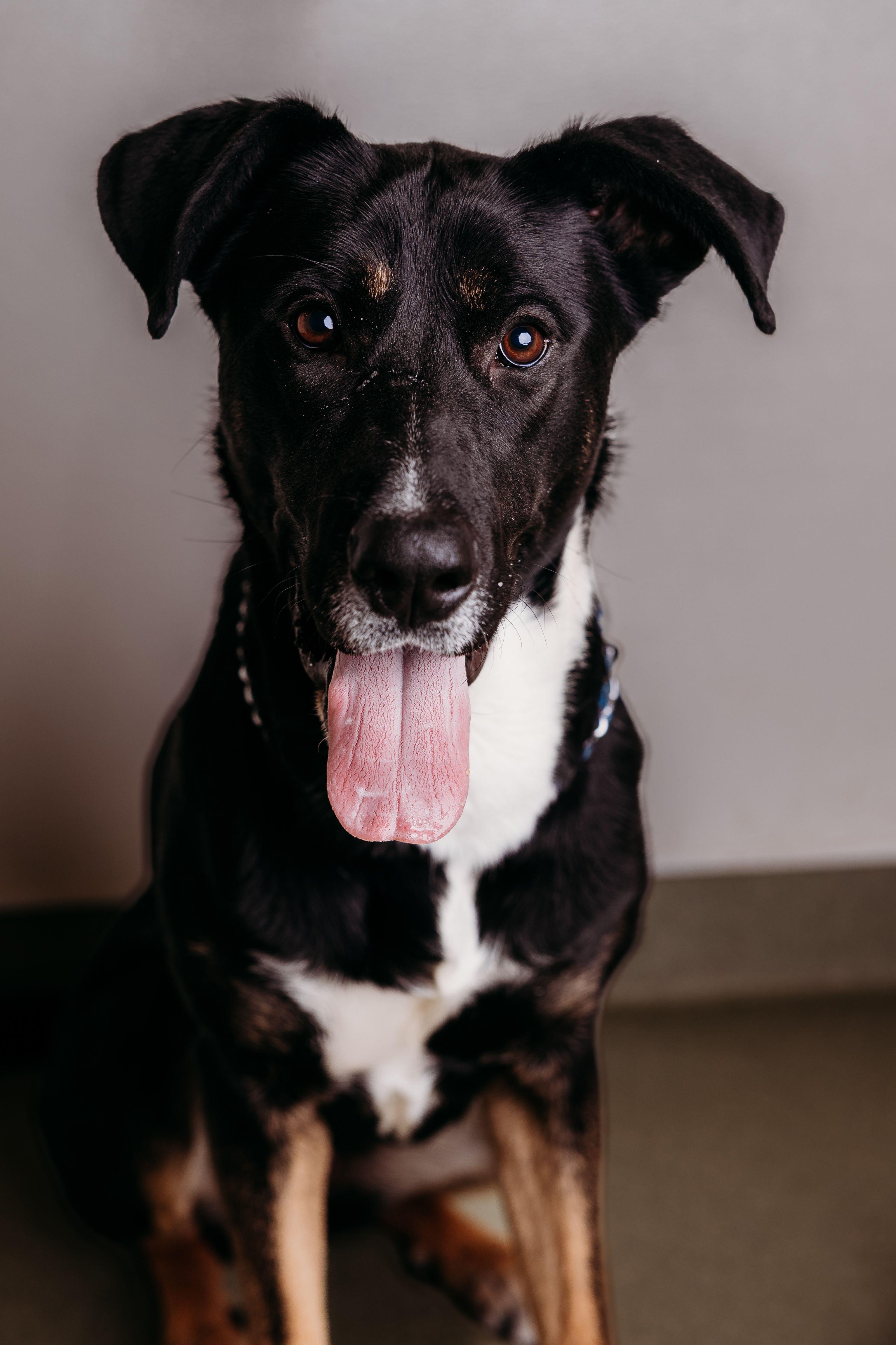 Dior, ADOPTABLE, Young Female Collie.