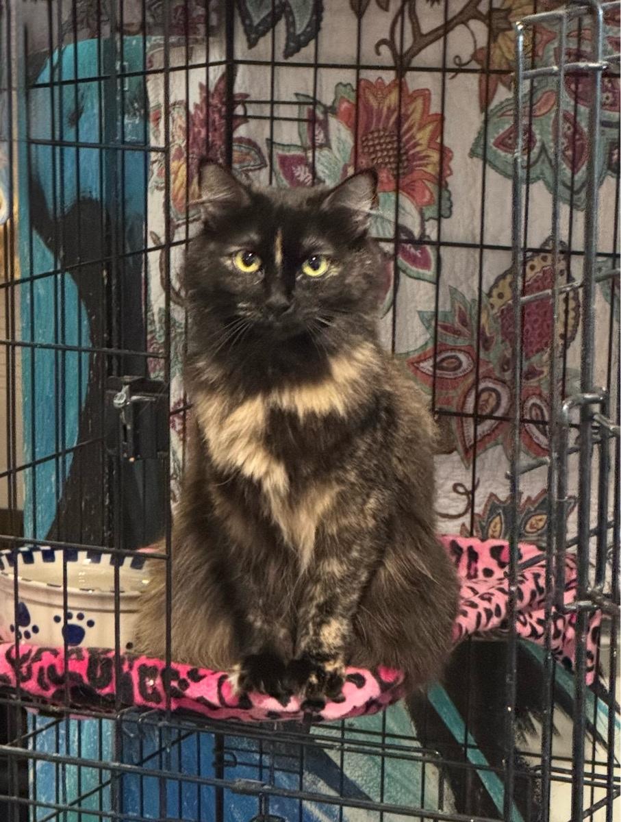 Enlarge Hazel, a Adoptable Domestic Short Hair image 1/1